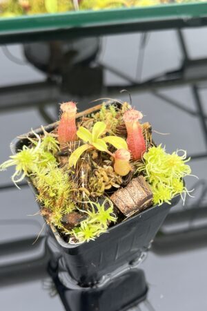 Close Up of Nepenthes villosa x ventricosa | JH | Florae | Jeremiah Harris | JH-325.02 | H24724