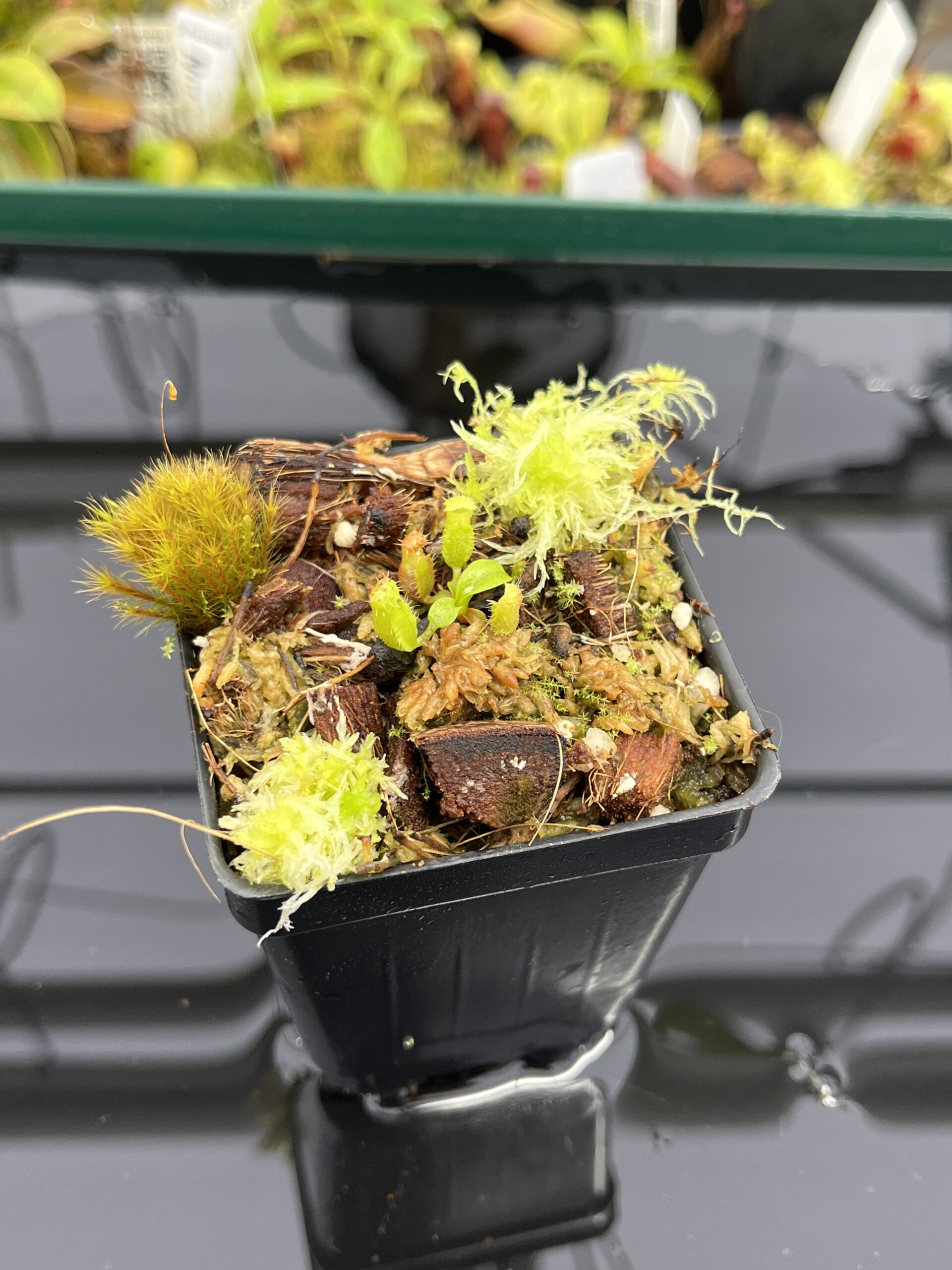 Nepenthes villosa x (ventricosa x edwardsiana) | JH | Jeremiah Harris | JH-320.02 | H23873