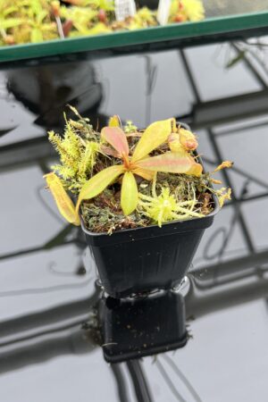 Close Up of Nepenthes vogelii {seedgrown individuals, Gunung Murud Range, Sabah, Borneo, 1300 m} | Best Carnivorous Plants | BCP-1997 | IN24770