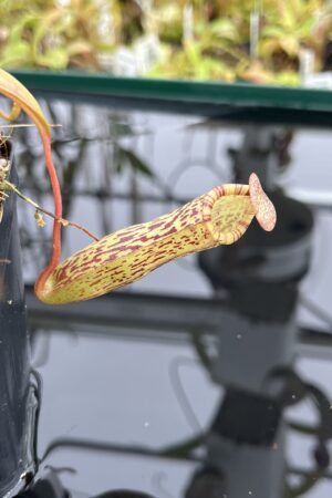 Close Up of Nepenthes vogelii x ventricosa | Borneo Exotics | BE-4593 | IN24767
