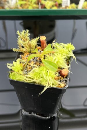 Close Up of Nepenthes x Trusmadiensis (G. Trusmadi, Borneo) | Andreas Wistuba | AW-04 | H24710