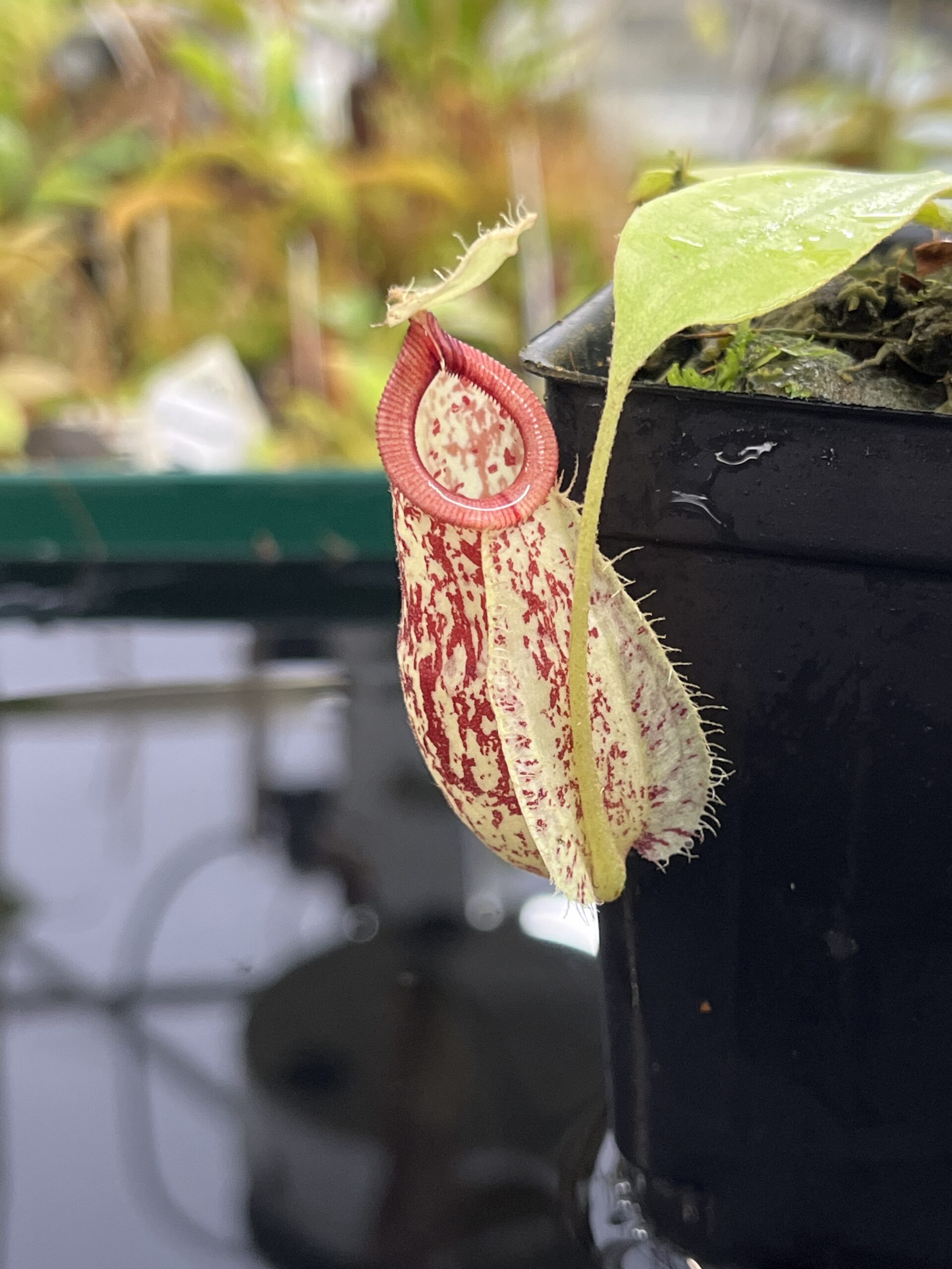 Close Up of Nepenthes xhookeriana | Malesiana Tropicals | MT-43 | L23891