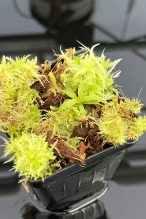 Close Up of Nepenthes xtrusmadiensis x villosa | JH | Clone 4 | Jeremiah Harris | JH-416.04 | H24715