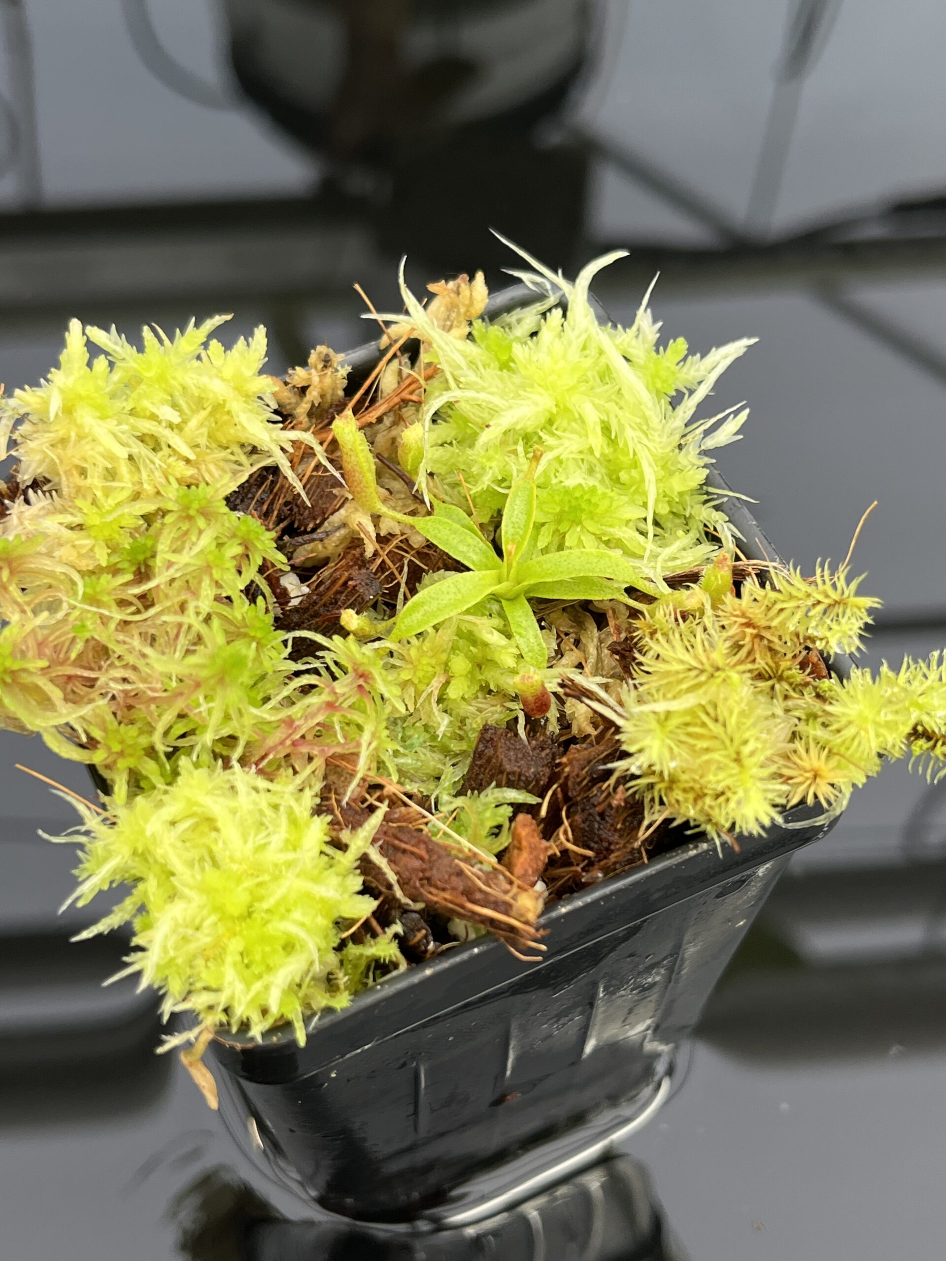 Close Up of Nepenthes xtrusmadiensis x villosa | JH | Clone 4 | Jeremiah Harris | JH-416.04 | H24715
