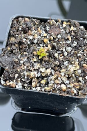 Close Up of Pinguicula calderoniae {Llano del Conecho, San Luis Potosi, Mexico} | Best Carnivorous Plants | BCP-618 | IN24673