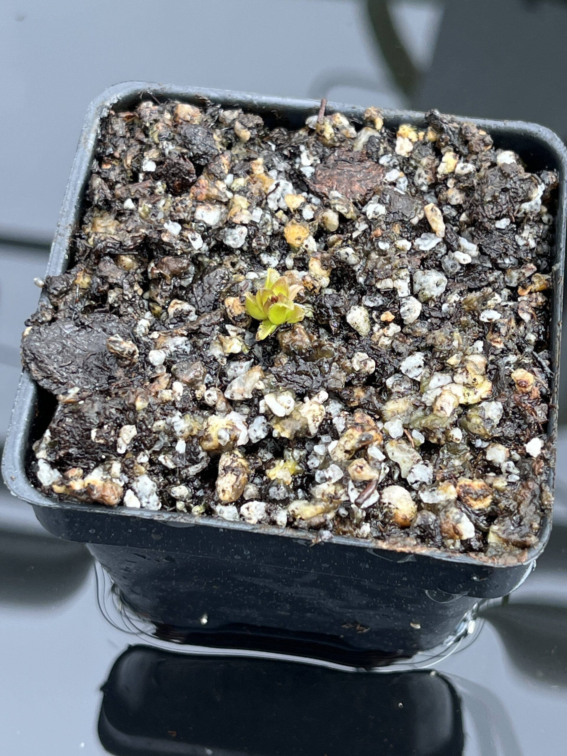 Close Up of Pinguicula calderoniae {Llano del Conecho, San Luis Potosi, Mexico} | Best Carnivorous Plants | BCP-618 | IN24673