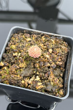 Close Up of Pinguicula debbertiana {metalic purple} | Best Carnivorous Plants | BCP-547 | IN24727