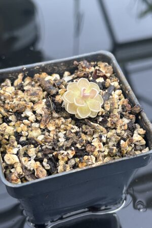 Close Up of Pinguicula ehlersiae {Ixmiquilpan, Hidalgo, Mex., BG Linz # 006} | Best Carnivorous Plants | BCP-561 | IN24734