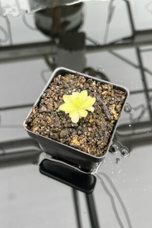 Close Up of Pinguicula elizabethiae {Toliman Canyon, Hidalgo State, Mexico} | Best Carnivorous Plants | BCP-637 | IN23846