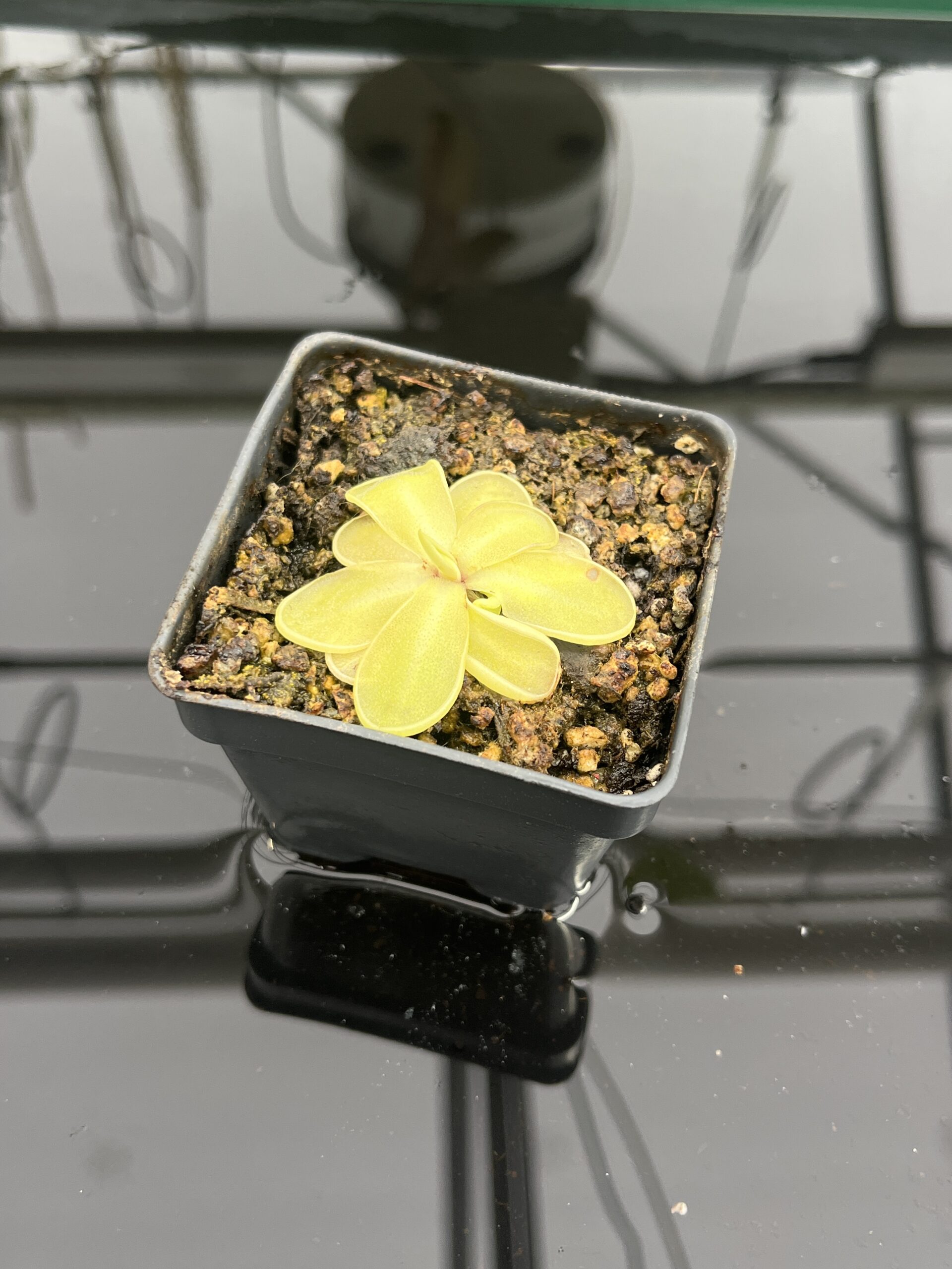 Close Up of Pinguicula emarginata {almost pure white flower, Zacapoaxtla, Mex.} | Best Carnivorous Plants | BCP-1289 | IN24733