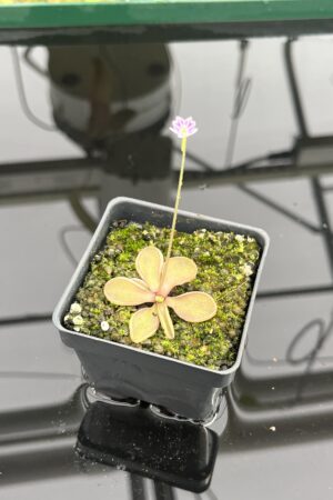 Close Up of Pinguicula emarginata {red coloured and big rosette} | Best Carnivorous Plants | BCP-1286 | IN24732