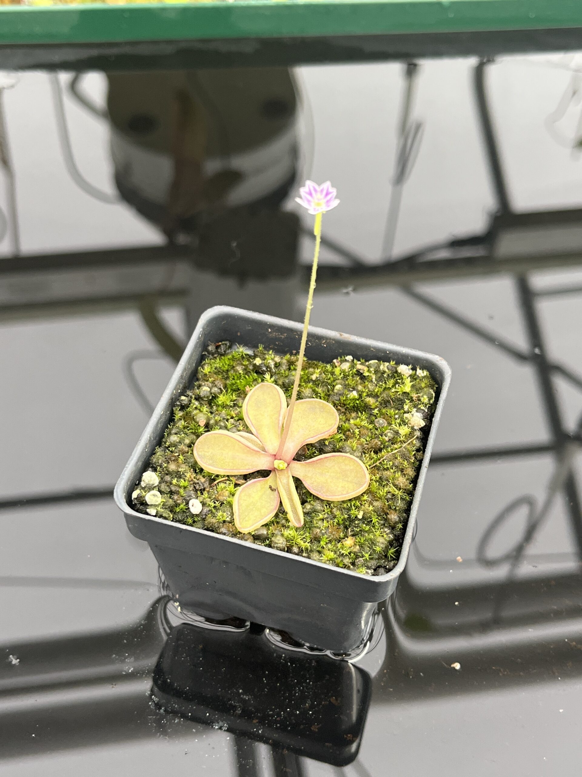 Close Up of Pinguicula emarginata {red coloured and big rosette} | Best Carnivorous Plants | BCP-1286 | IN24732