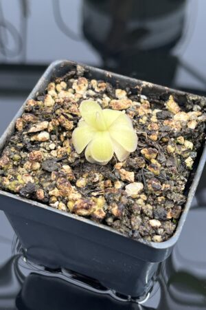 Close Up of Pinguicula ibarrae {P spec. agnata, Tlanchinol, Mexico} | Best Carnivorous Plants | BCP-1792 | IN24728