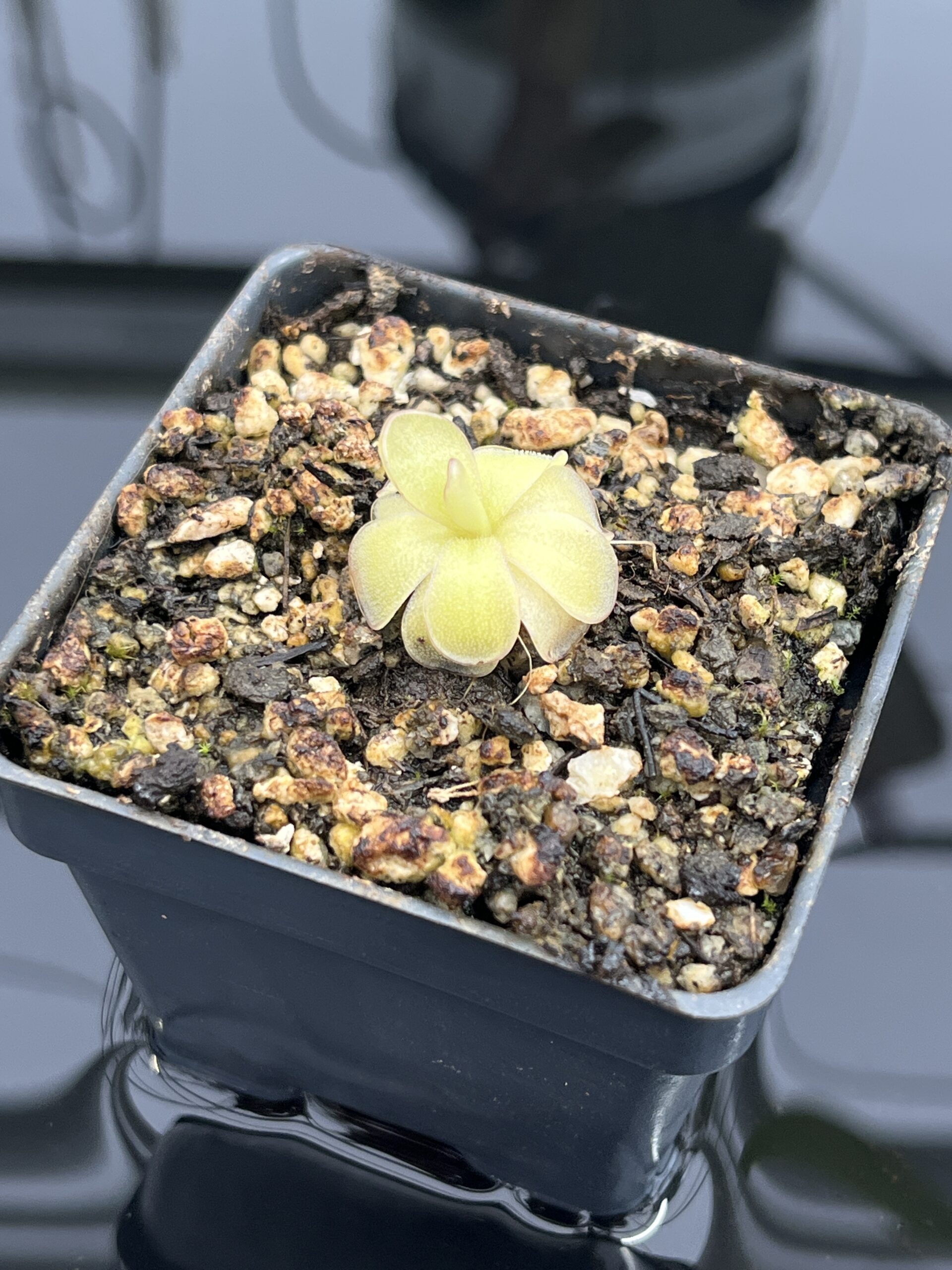 Close Up of Pinguicula ibarrae {P spec. agnata, Tlanchinol, Mexico} | Best Carnivorous Plants | BCP-1792 | IN24728