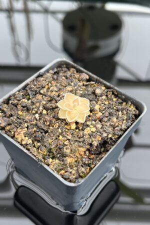 Close Up of Pinguicula jaumavensis {75} | Best Carnivorous Plants | BCP-549 | IN24676