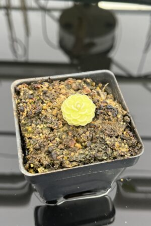 Close Up of Pinguicula jaumavensis {L90-14} | Best Carnivorous Plants | BCP-558 | IN24731