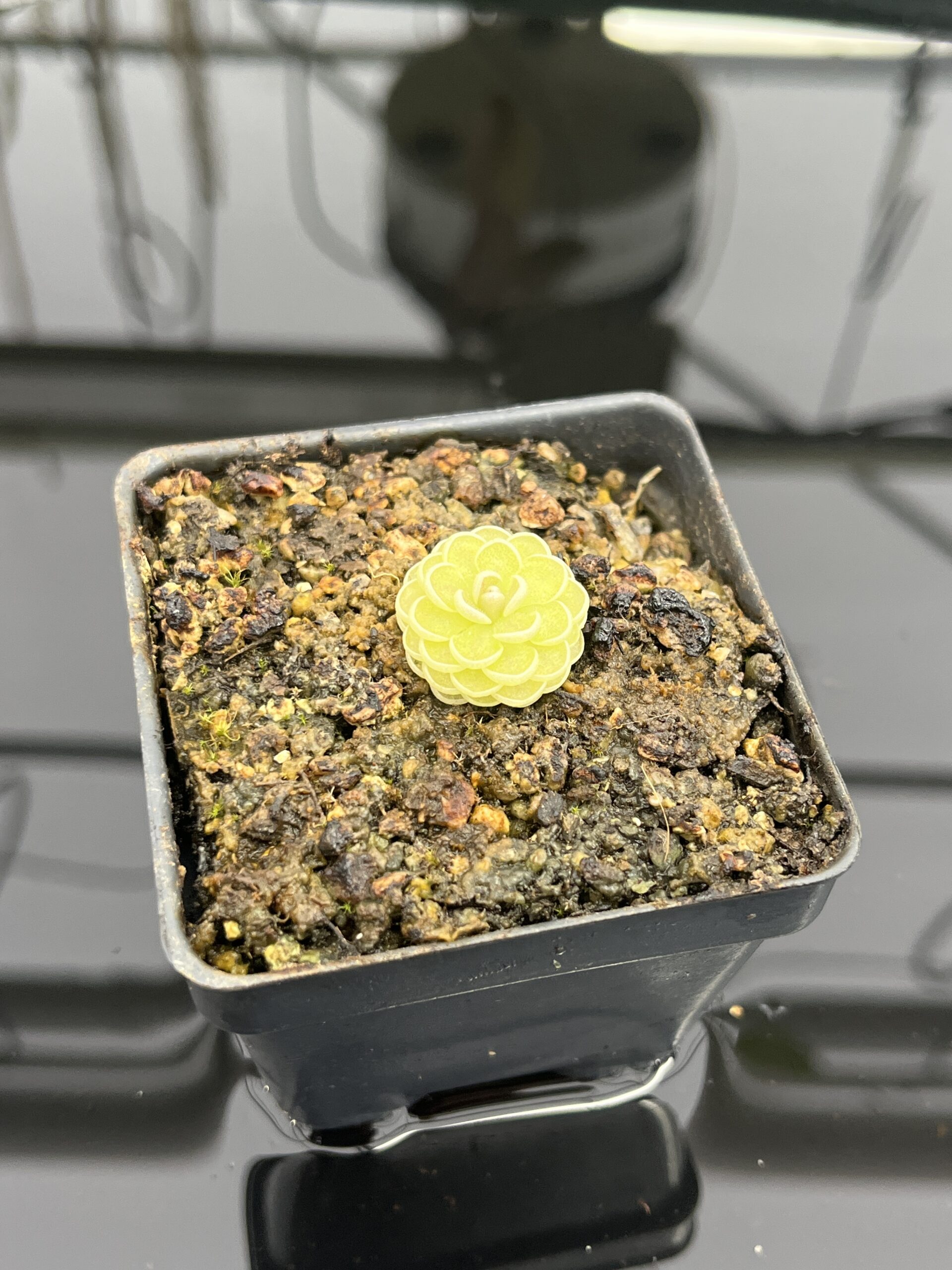 Close Up of Pinguicula jaumavensis {L90-14} | Best Carnivorous Plants | BCP-558 | IN24731