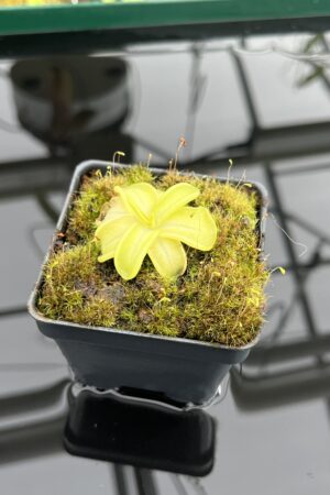 Close Up of Pinguicula mesophytica {Cerro El Pital, Honduras} | Best Carnivorous Plants | BCP-1697 | IN24675