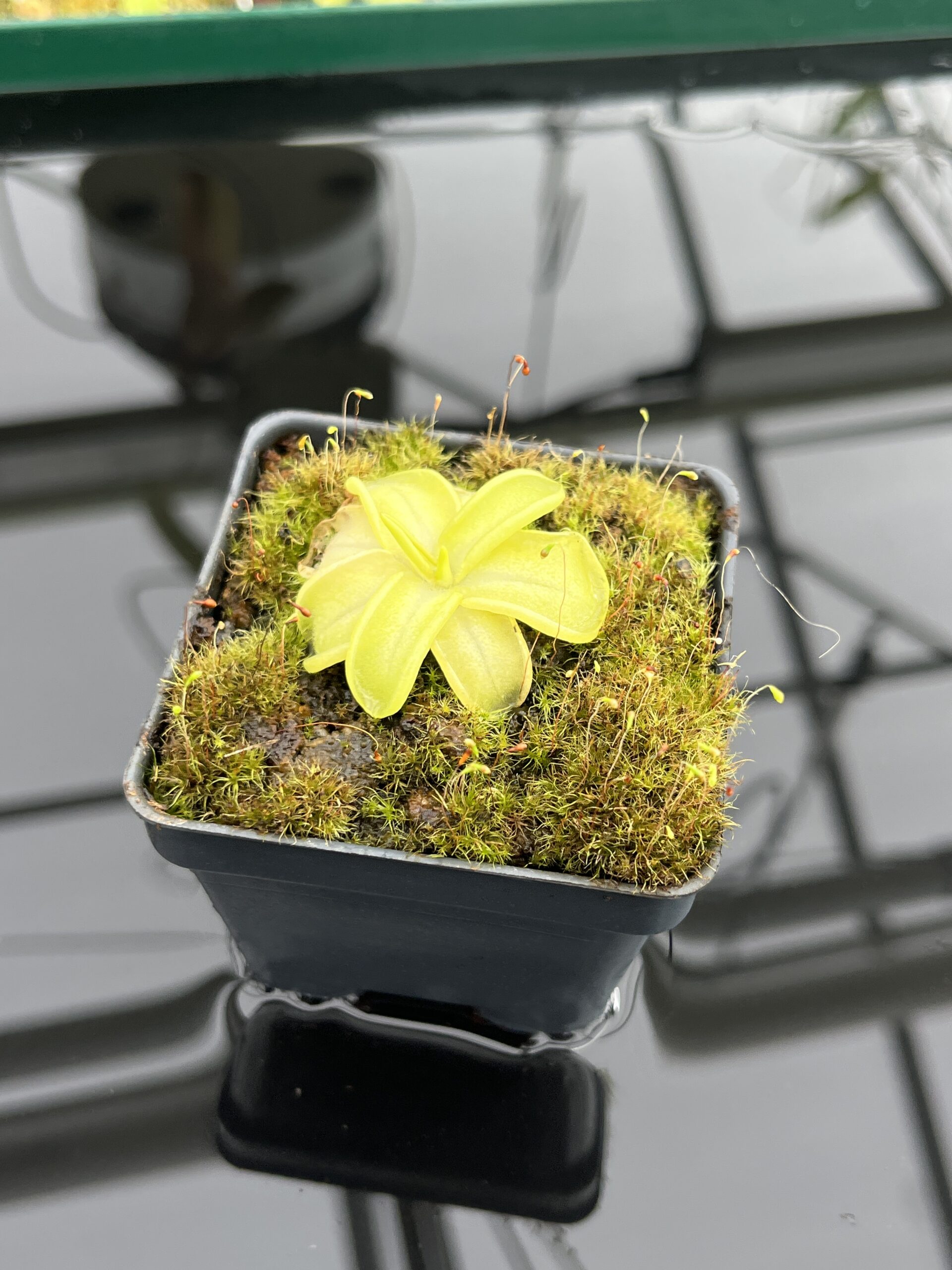 Close Up of Pinguicula mesophytica {Cerro El Pital, Honduras} | Best Carnivorous Plants | BCP-1697 | IN24675