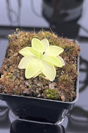 Close Up of Pinguicula moranensis var. alba {pure white flower, Molango, Mexico} | Best Carnivorous Plants | BCP-519 | IN24729