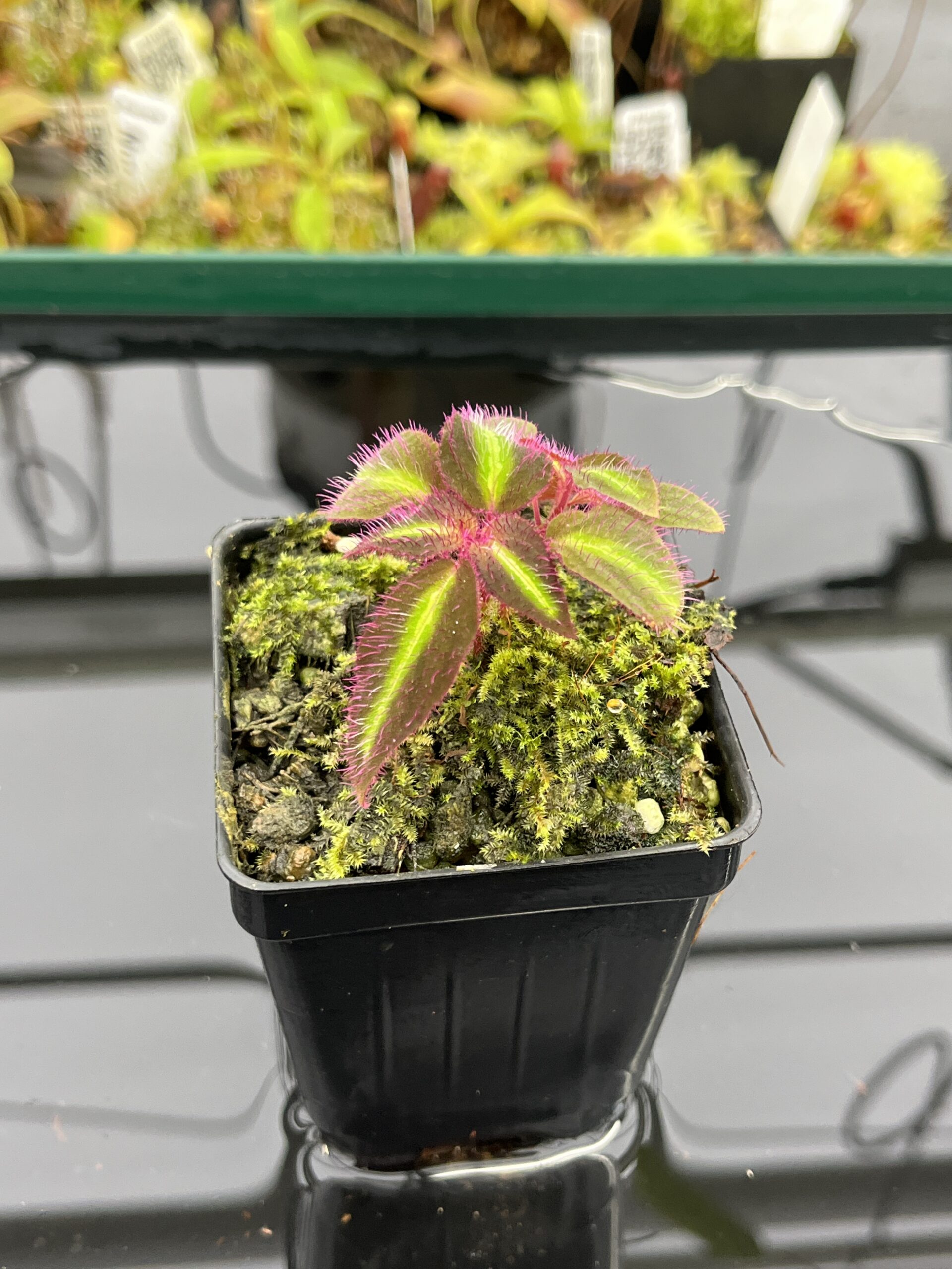 Close Up of Sonerila pulchella (Thailand) | Florae Collaborative | | IN23923