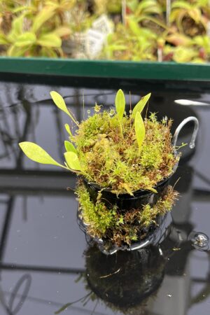 Close Up of Utricularia asplundii | Best Carnivorous Plants | BCP-108 | H23953