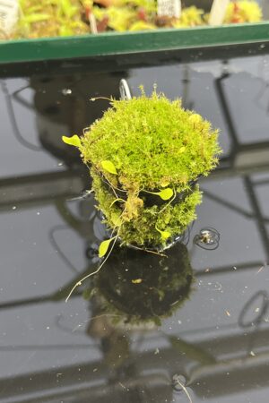 Close Up of Utricularia asplundii x U. campbelliana {mixed clones} | Best Carnivorous Plants | BCP-1655 | H23958