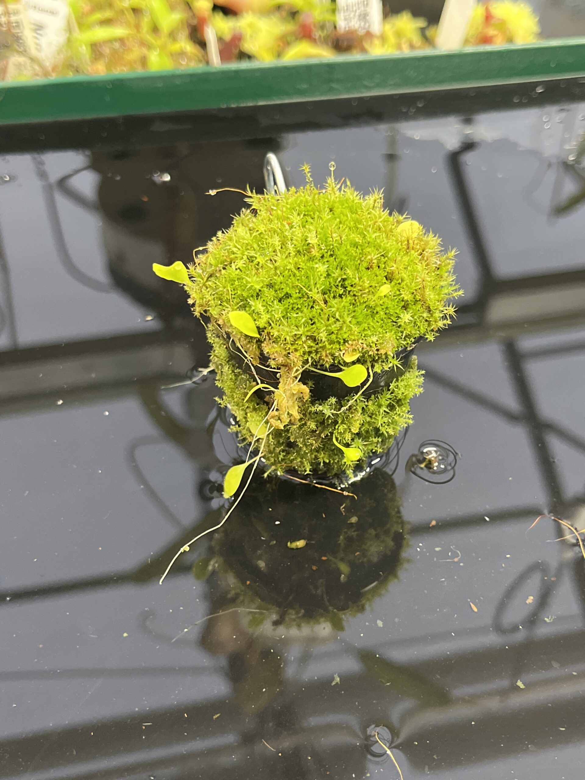 Close Up of Utricularia asplundii x U. campbelliana {mixed clones} | Best Carnivorous Plants | BCP-1655 | H23958