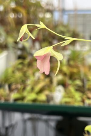 Close Up of Utricularia campbelliana x U. asplundii {mixed clones} | Best Carnivorous Plants | BCP-1656 | H24721