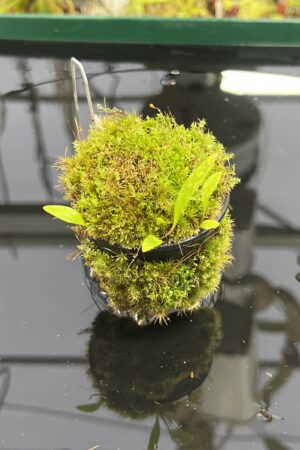 Close Up of Utricularia cv. JITKA (= Utricularia quelchii x Utricularia praetermissa) | Best Carnivorous Plants | | H23956