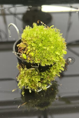 Close Up of Utricularia jamesoniana {Akopan Tepui, Venezuela} | Best Carnivorous Plants | BCP-1635 | H23954