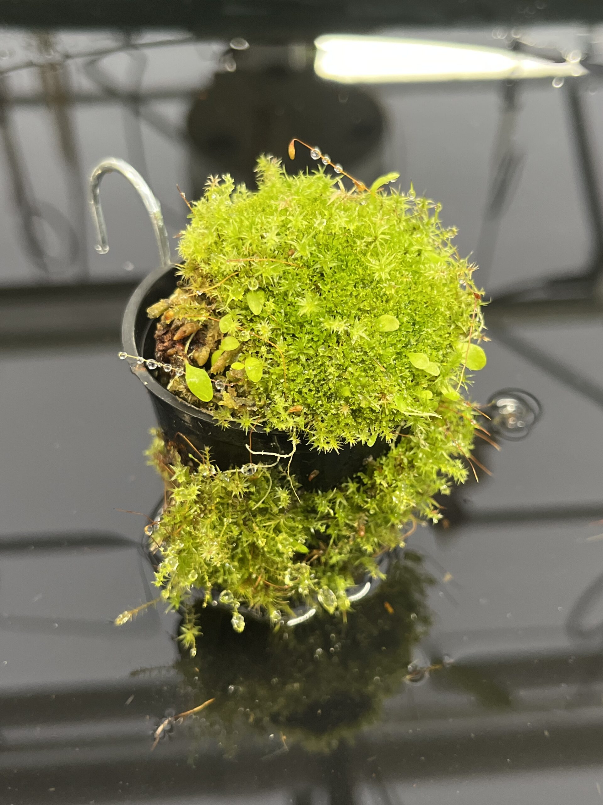 Close Up of Utricularia jamesoniana {Akopan Tepui, Venezuela} | Best Carnivorous Plants | BCP-1635 | H23954