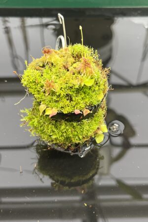 Close Up of Utricularia jamesoniana {Amuri Tepui, Chimanta Massif, Venezuela} | Best Carnivorous Plants | | H23950