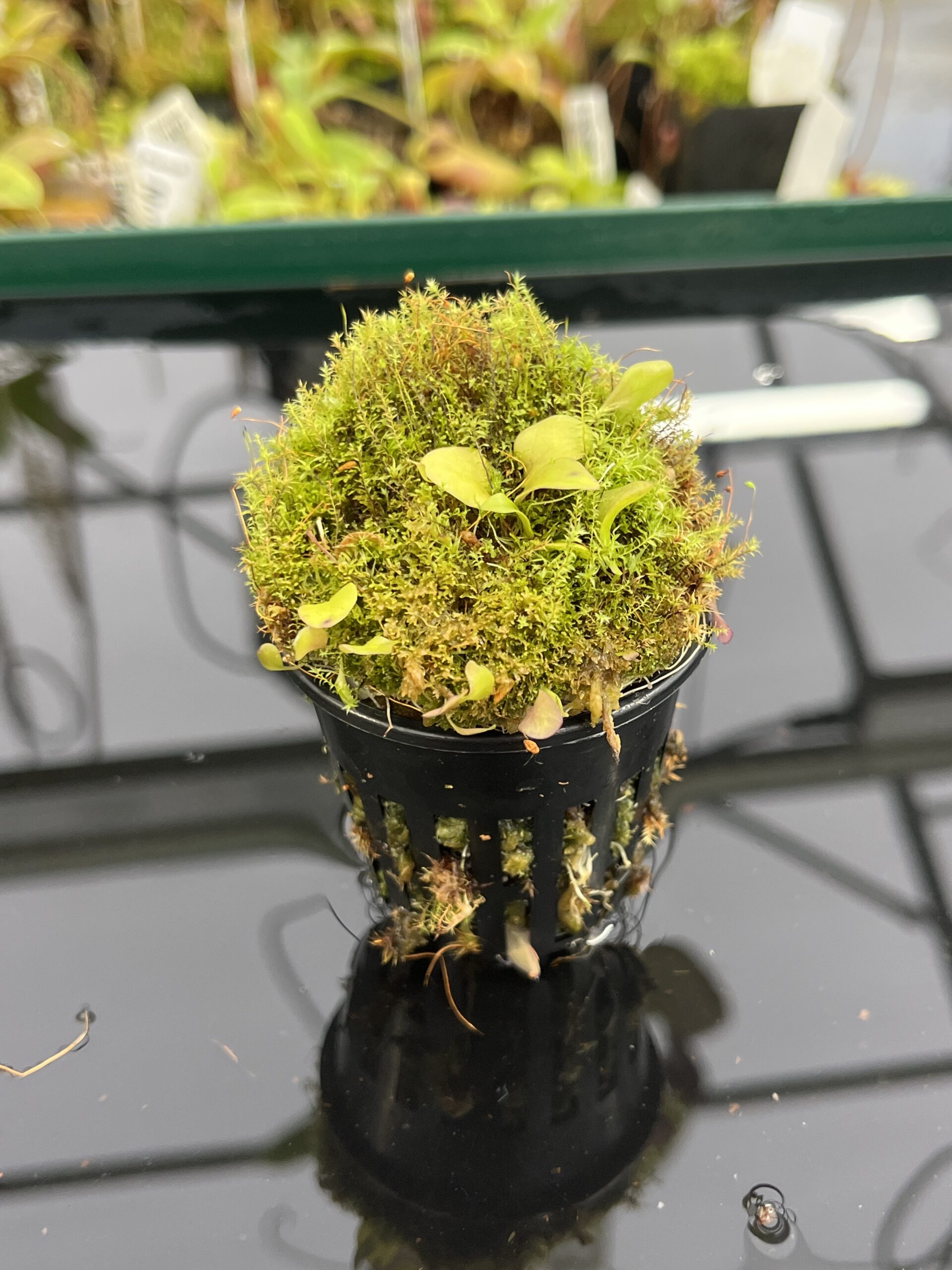 Utricularia jamesoniana {Canon del Diablo, Auyan Tepui, Venezuela, 1500m a.s.l.} | Best Carnivorous Plants | | H23875