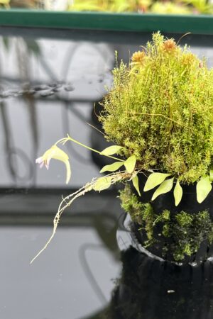 Close Up of Utricularia jamesoniana {near Casabito, Dominican Republic} | Best Carnivorous Plants | BCP-2029 | H24798