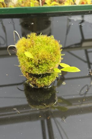 Close Up of Utricularia praetermissa {Cordillera de Talamanca, Panama, 1100m} | Best Carnivorous Plants | BCP-1545 | H23959