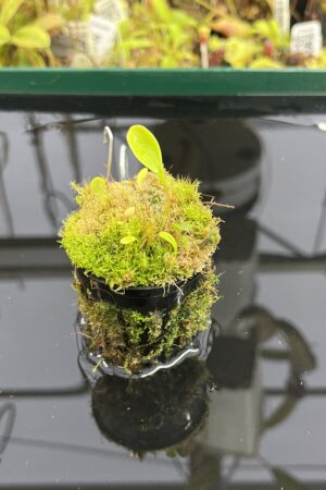 Close Up of Utricularia quelchii {Auyan Tepui} | Best Carnivorous Plants | | H23949