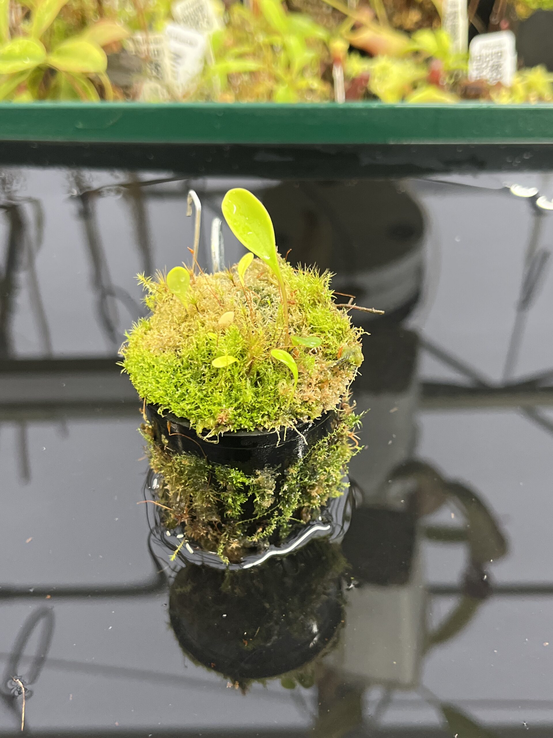 Close Up of Utricularia quelchii {Auyan Tepui} | Best Carnivorous Plants | | H23949