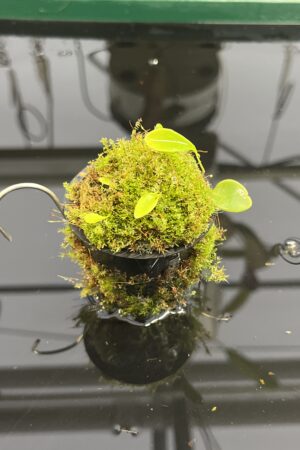 Close Up of Utricularia quelchii | Best Carnivorous Plants | BCP-138 | H23952