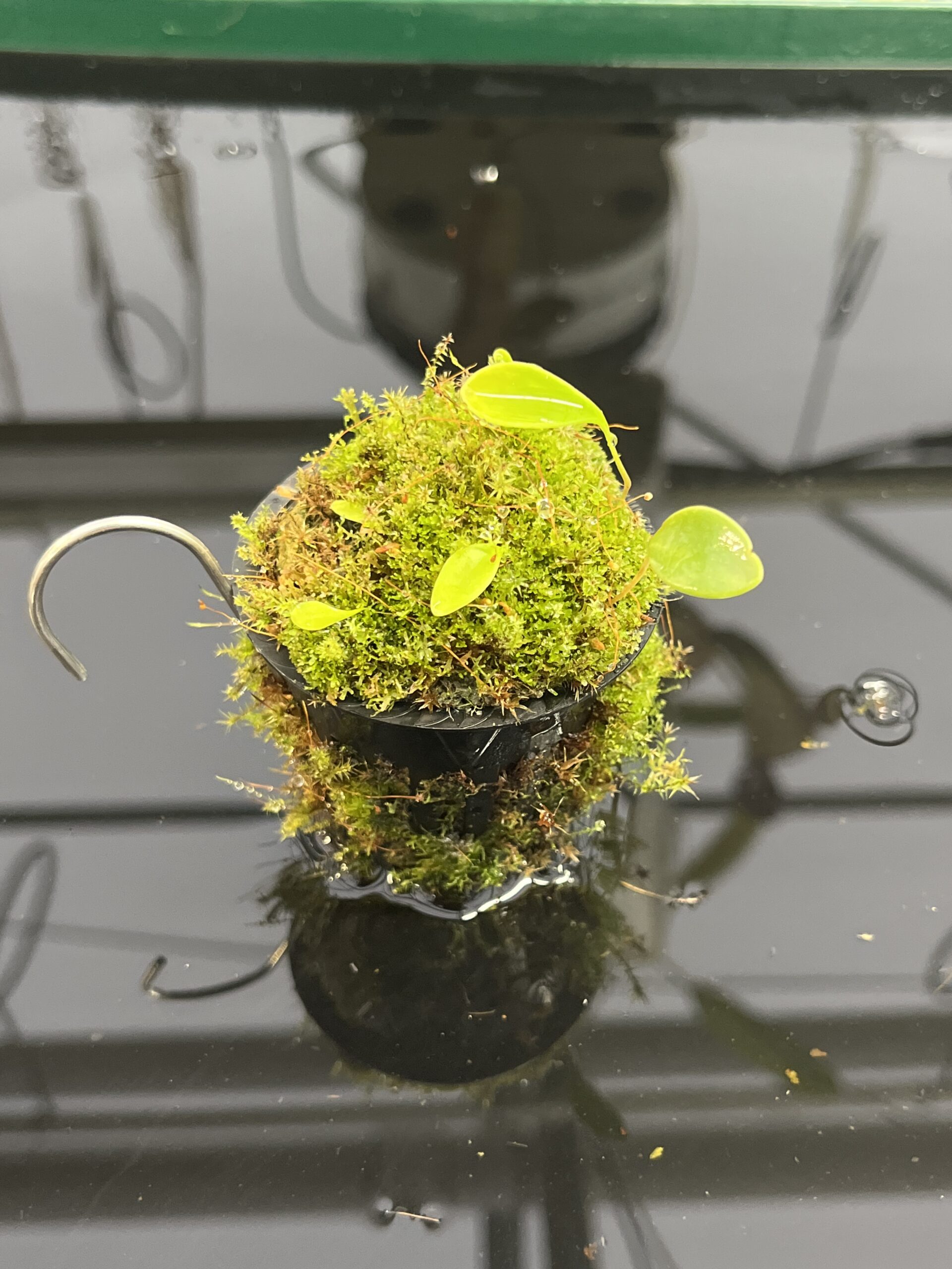 Close Up of Utricularia quelchii | Best Carnivorous Plants | BCP-138 | H23952