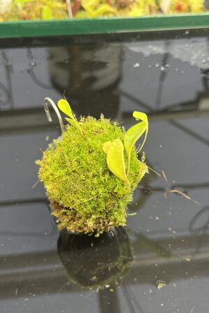 Close Up of Utricularia quelchii | Best Carnivorous Plants | BCP-138 | H23963