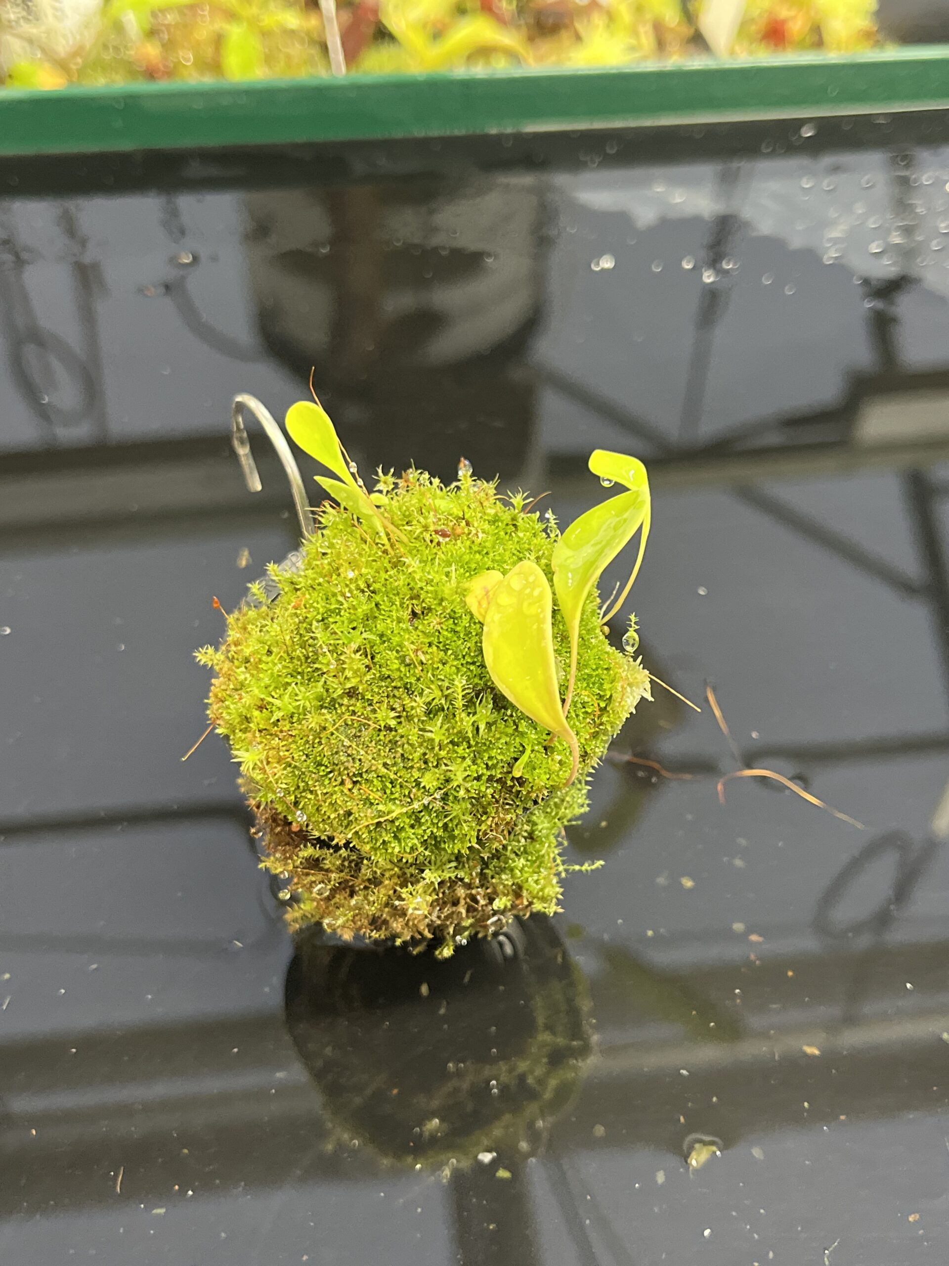 Close Up of Utricularia quelchii | Best Carnivorous Plants | BCP-138 | H23963