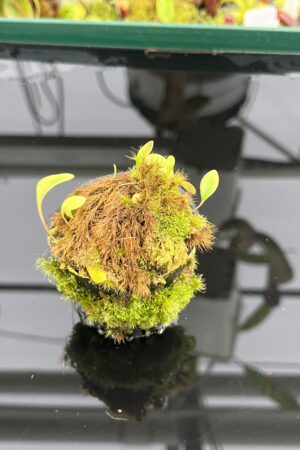 Close Up of Utricularia quelchii {Kukenan Tepui, Venezuela} | Best Carnivorous Plants | | H23876