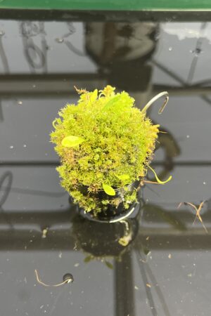 Close Up of Utricularia quelchii {Peter Harbart clone} | Best Carnivorous Plants | | H23960