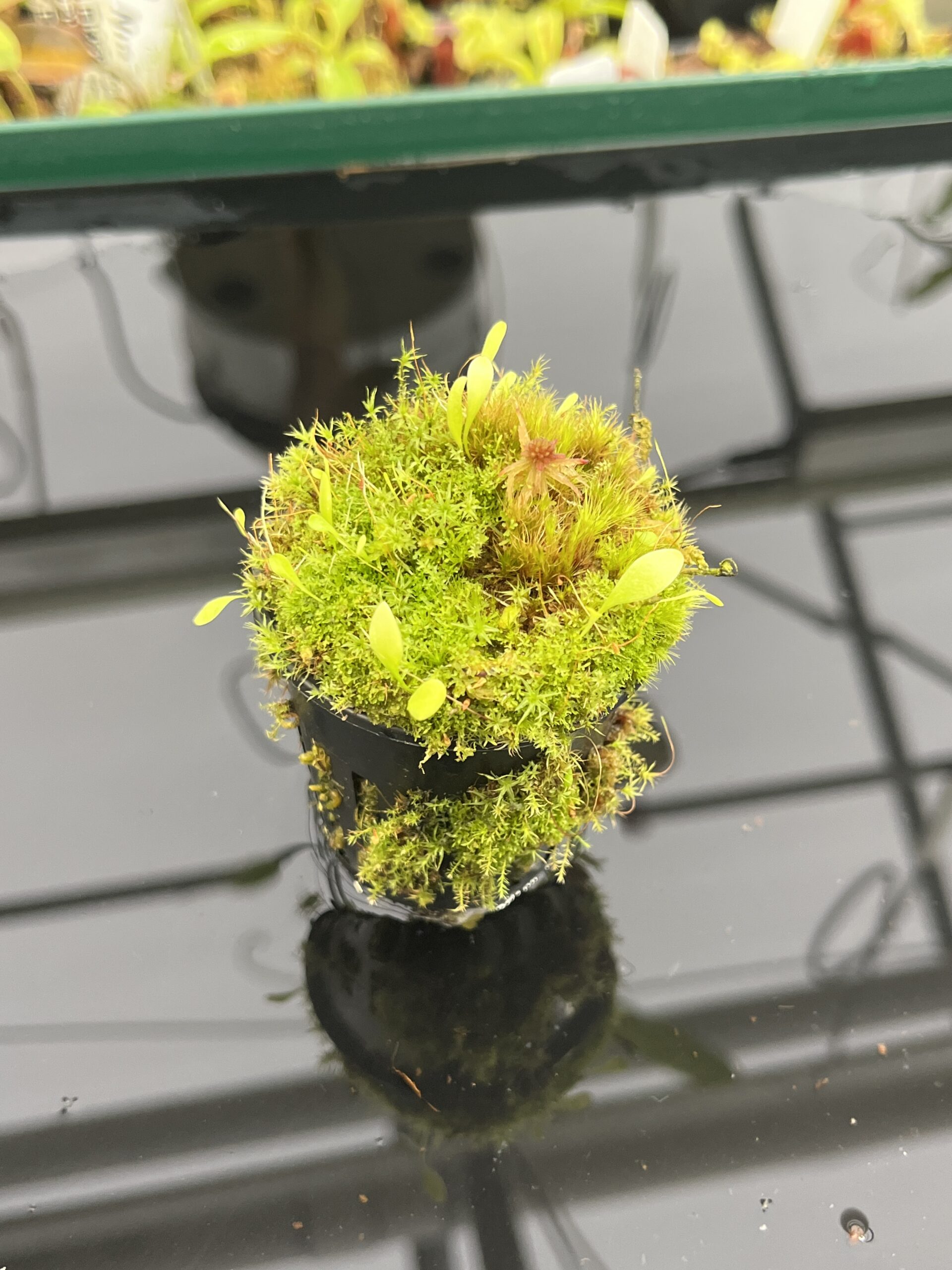 Utricularia quelchii x U. campbelliana {mixed clones} | Best Carnivorous Plants | BCP-1659 | H23874