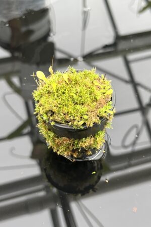 Close Up of Utricularia quelchii x U. campbelliana {mixed clones} | Best Carnivorous Plants | BCP-1659 | H24799