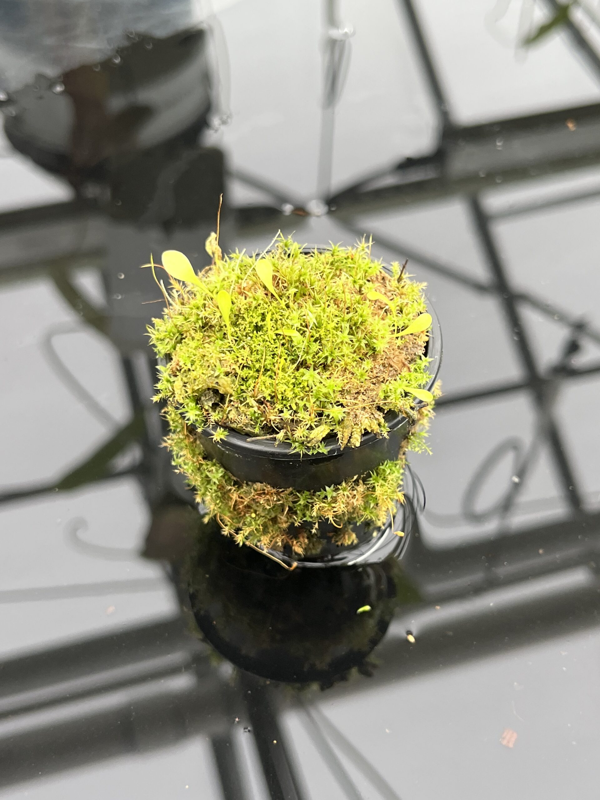 Close Up of Utricularia quelchii x U. campbelliana {mixed clones} | Best Carnivorous Plants | BCP-1659 | H24799