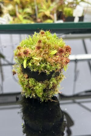 Close Up of Utricularia quelchii x U. campbelliana {mixed clones} | Best Carnivorous Plants | BCP-1659 | H24800