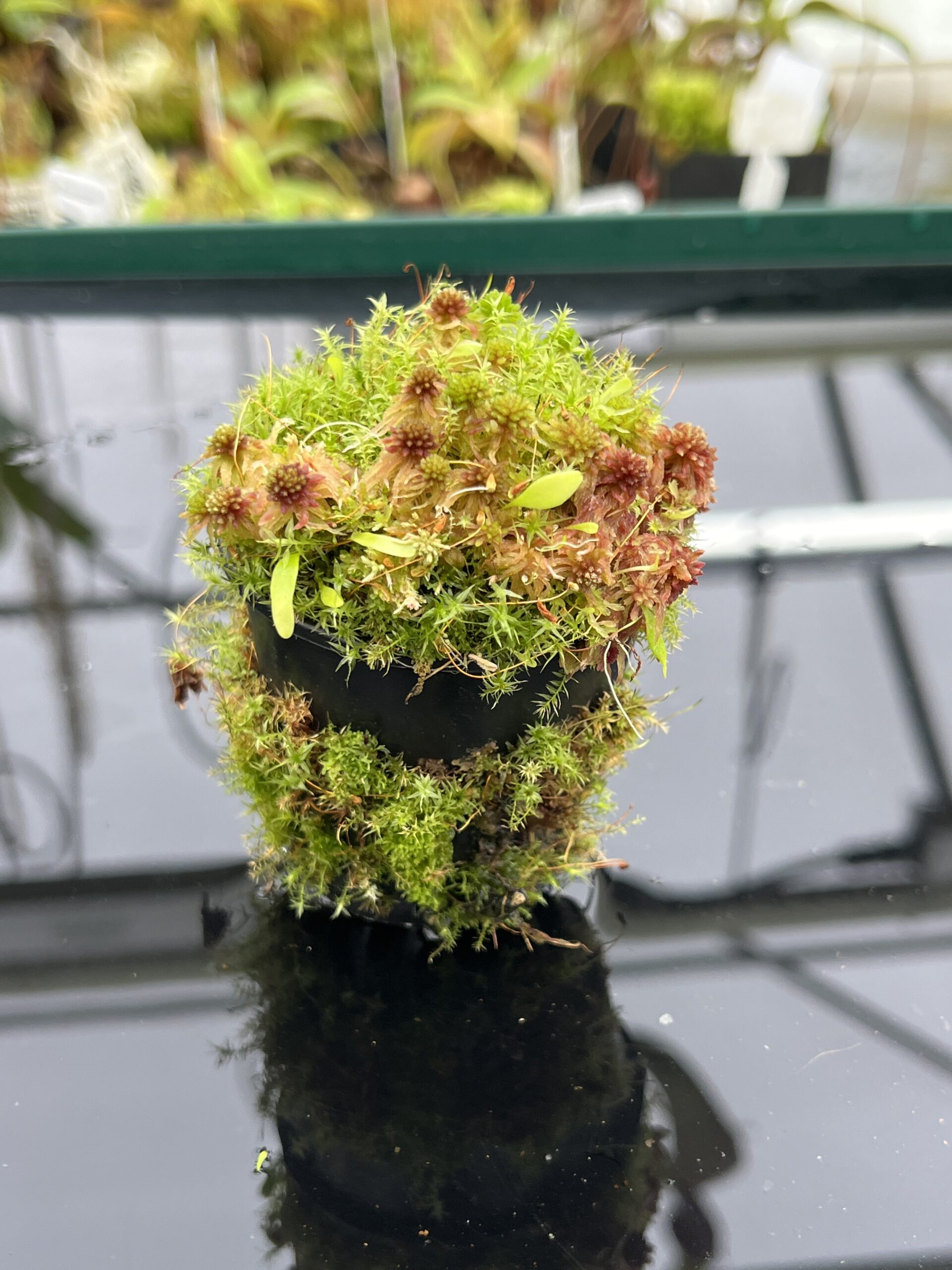 Close Up of Utricularia quelchii x U. campbelliana {mixed clones} | Best Carnivorous Plants | BCP-1659 | H24800