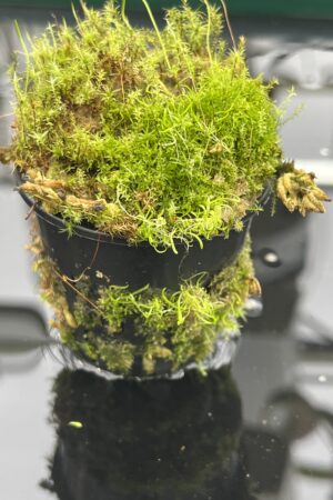 Close Up of Utricularia rostrata (= U. spec. Chapada Diamantina {small flower, Cachaiera da Fumaca, Bahia, Brazil}) | Best Carnivorous Plants | | H24801